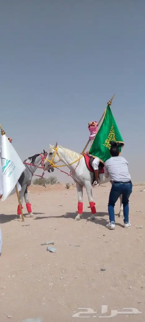 خيول وجمال لليجار 16