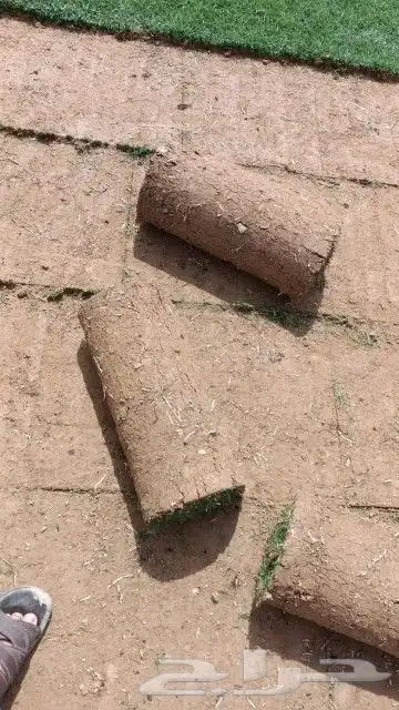 ثيل طبيعي سي 2000 فرنسي وشبكه الري 8