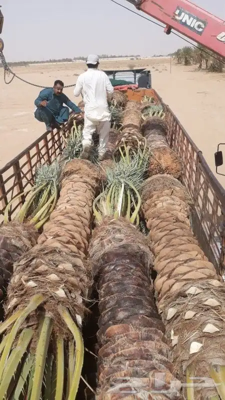 ثيل طبيعي سي 2000 فرنسي وشبكه الري 13