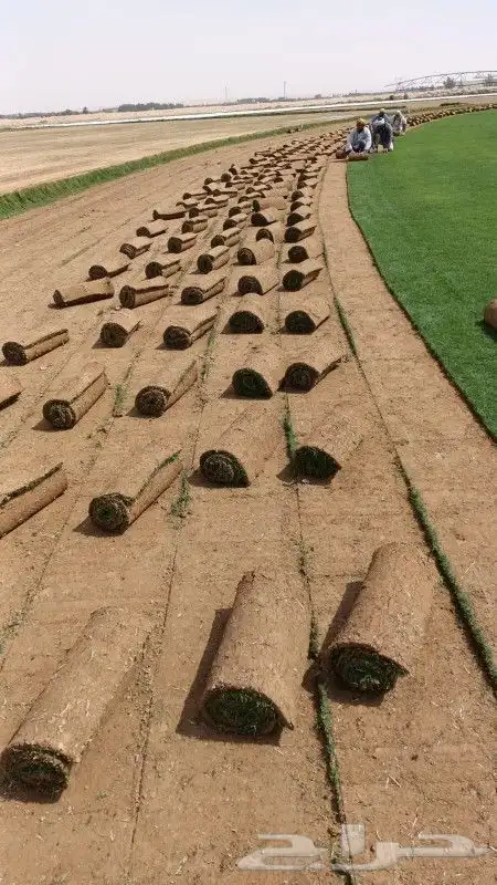 ثيل طبيعي سي 2000 فرنسي وشبكه الري 1