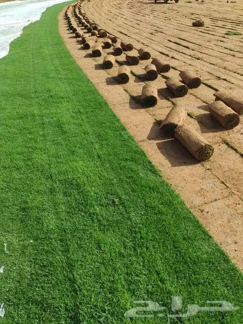 ثيل طبيعي سي 2000 فرنسي وشبكه الري 2