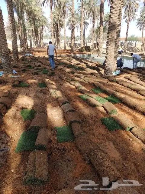 ثيل طبيعي سي 2000 فرنسي وشبكه الري 3