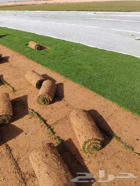 ثيل طبيعي سي 2000 فرنسي وشبكه الري 11