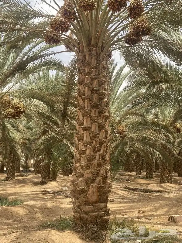 ثيل طبيعي سي 2000 فرنسي وشبكه الري 12