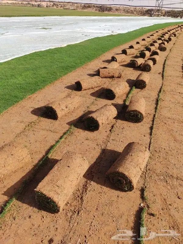 ثيل طبيعي سي 2000 فرنسي وشبكه الري 0