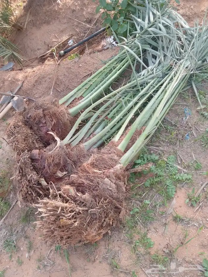 فسايل النخيل 0