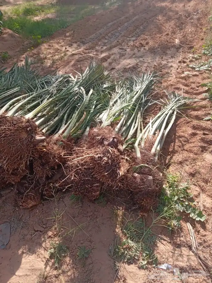 فسايل النخيل 3