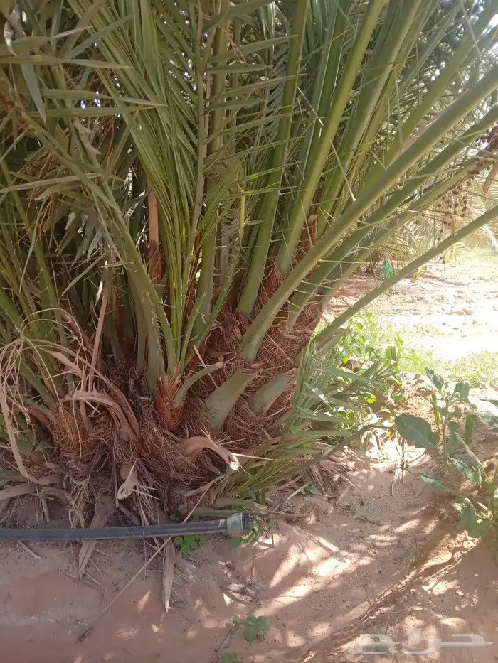 فسايل النخيل 6