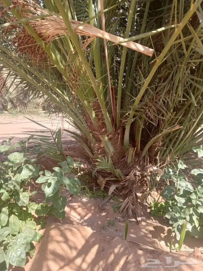 فسايل النخيل 7