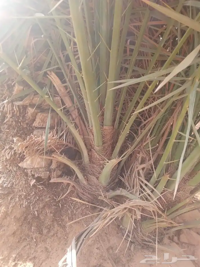 فسايل النخيل 8