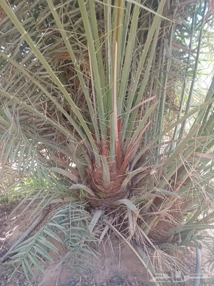 فسايل النخيل 5