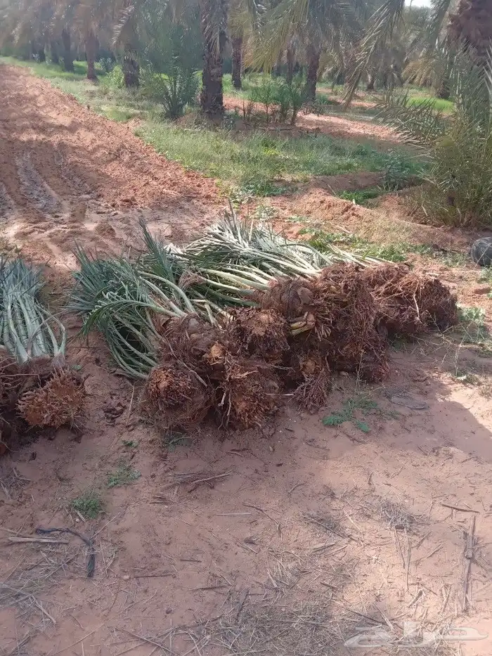 فسايل النخيل 2