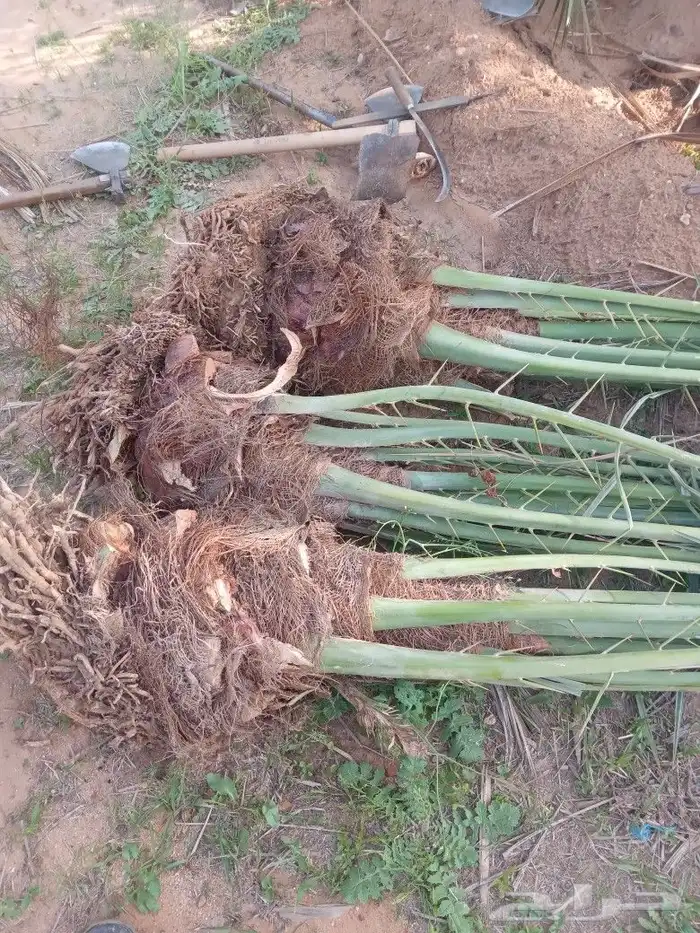 فسايل النخيل 4