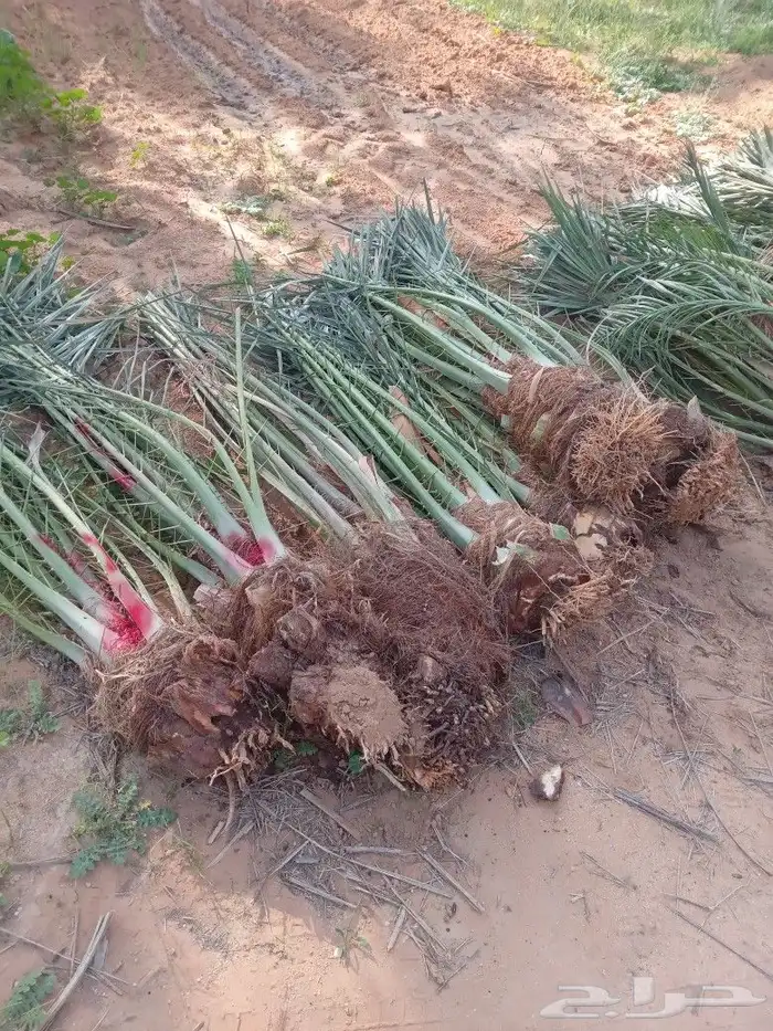 فسايل النخيل 1