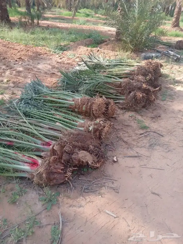 فسايل النخيل 9