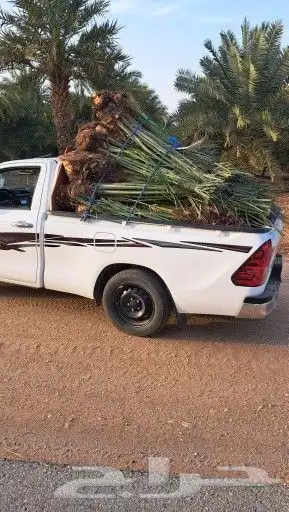فسايل النخيل 1