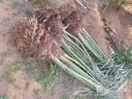 فسايل النخيل 3