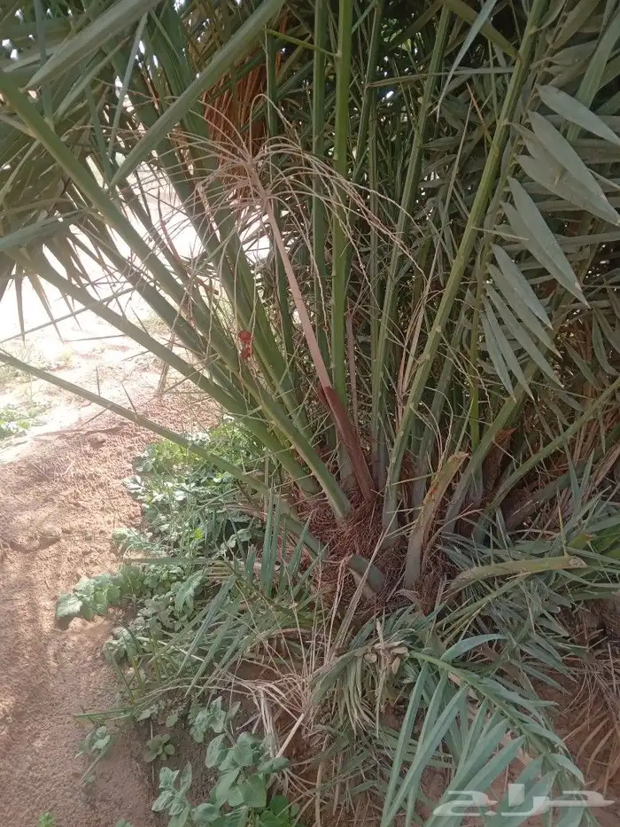 فسايل النخيل 8