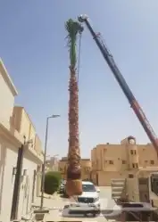 نخل وشنطونيا 9