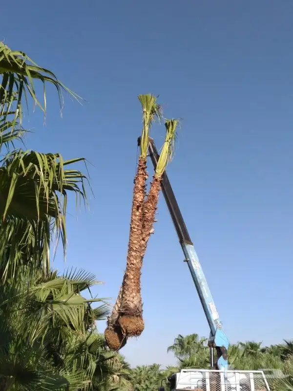 نخل وشنطونيا 14