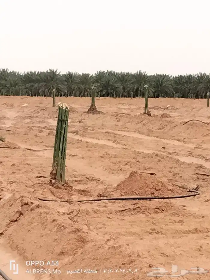 فسائل مثمرة جميع الانواع والأحجام 1