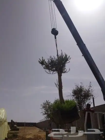 اجود انواع الزيتون زيتون مراكن معمرات زيتون نيبالي 1