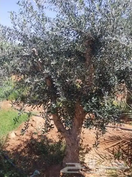 اجود انواع الزيتون زيتون مراكن معمرات زيتون نيبالي 3