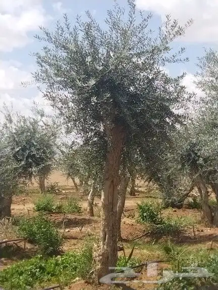 اجود انواع الزيتون زيتون مراكن معمرات زيتون نيبالي 7