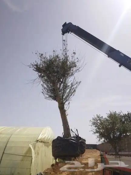 اجود انواع الزيتون زيتون مراكن معمرات زيتون نيبالي 0