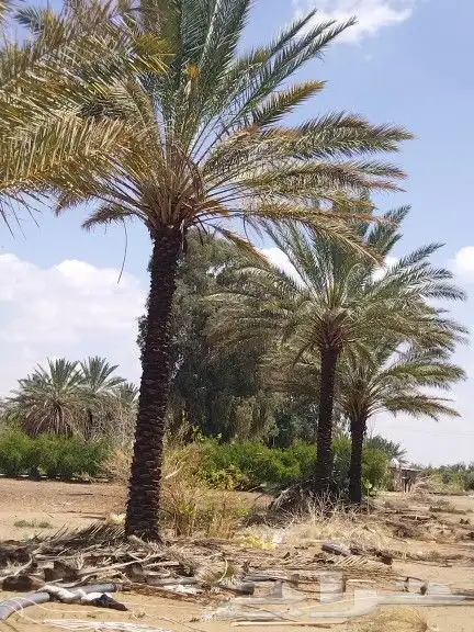 اجود انواع الزيتون زيتون مراكن معمرات زيتون نيبالي 2