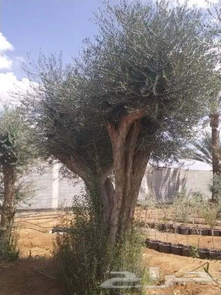 اجود انواع الزيتون زيتون مراكن معمرات زيتون نيبالي 6