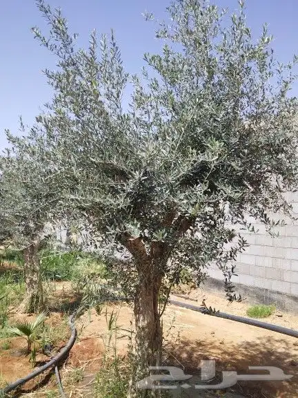 اجود انواع الزيتون زيتون مراكن معمرات زيتون نيبالي 8