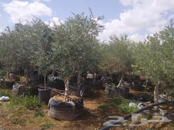 اجود انواع الزيتون زيتون مراكن معمرات زيتون نيبالي 4