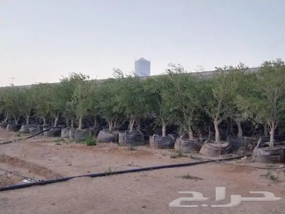 اجود انواع الزيتون زيتون مراكن معمرات زيتون نيبالي 9