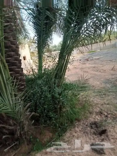 فروخ سكري وخضري ونوايع اخرى 1