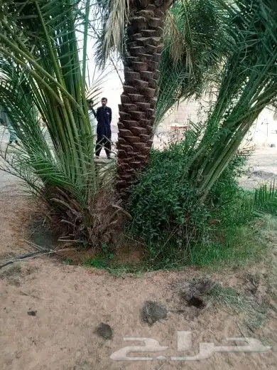 فروخ سكري وخضري ونوايع اخرى 3