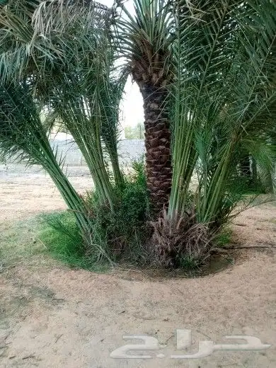 فروخ سكري وخضري ونوايع اخرى 0
