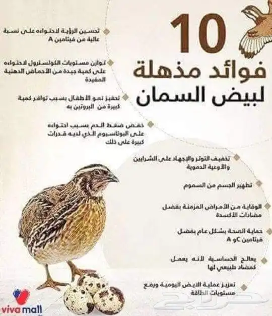 يتوفر حاليا بيض السمان 2