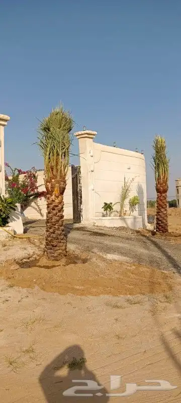 نخل للبيع مثمر جده مكه الطايف خلاص برحي سكري مجدول صقعي 3