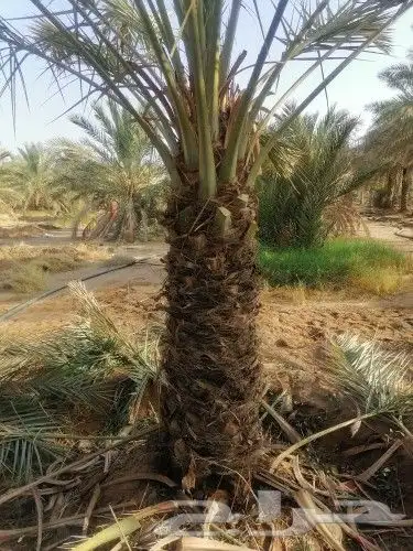 نخل للبيع مثمر جده مكه الطايف خلاص برحي سكري مجدول صقعي 5
