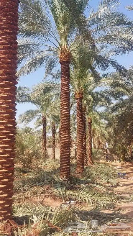 نخل للبيع مثمر جده مكه الطايف خلاص برحي سكري مجدول صقعي 6