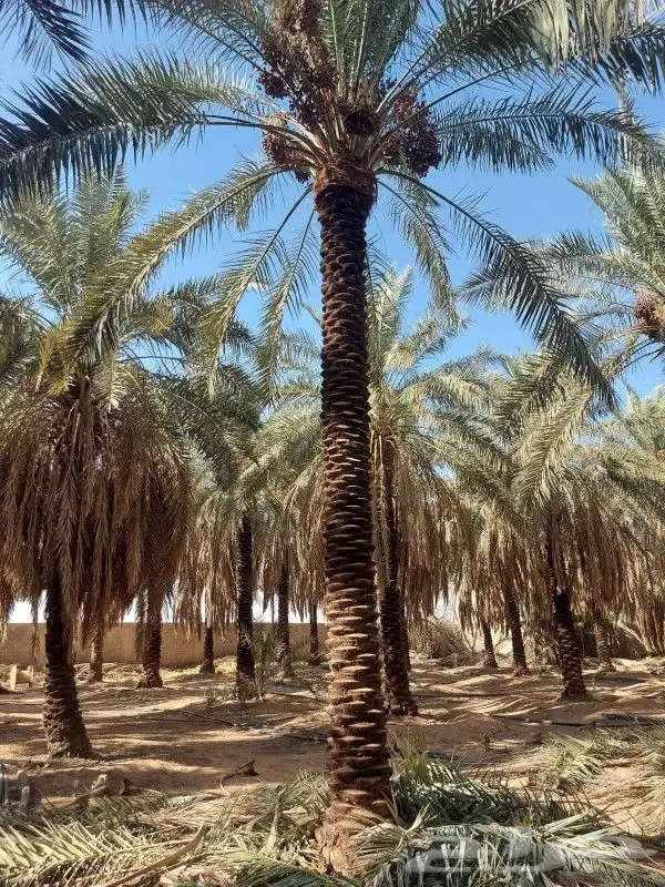 نخل للبيع مثمر جده مكه الطايف خلاص برحي سكري مجدول صقعي 4