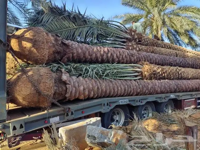 نخل للبيع مثمر جده مكه الطايف خلاص برحي سكري مجدول صقعي 1