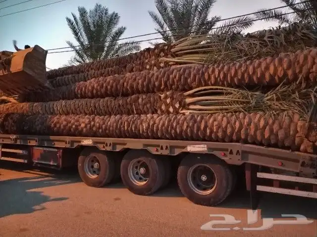 نخل للبيع مثمر جده مكه الطايف خلاص برحي سكري مجدول صقعي 2