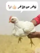 دجاج طازج تختار بنفسك ويذبح امامك 2
