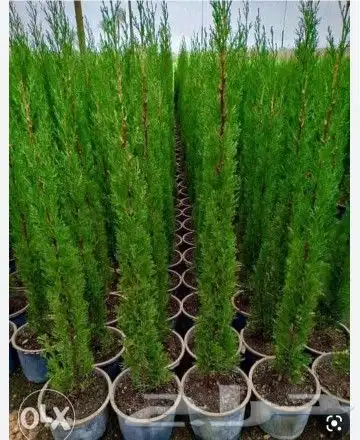 يوجد لدينا نخيل عربي وشنطونيا جميع المقاسات ويوجد لدينا سرو 1