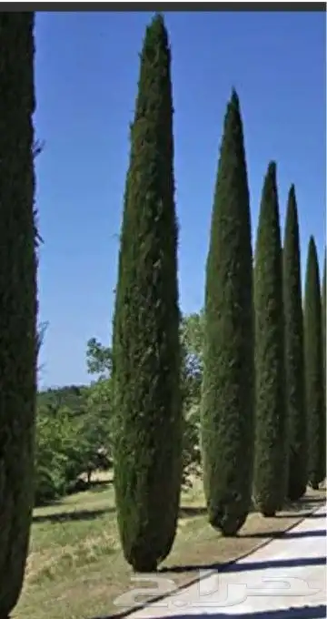 يوجد لدينا نخيل عربي وشنطونيا جميع المقاسات ويوجد لدينا سرو 3