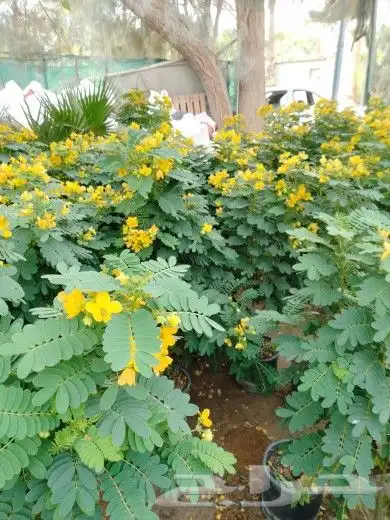 تنسيق حدائق 8
