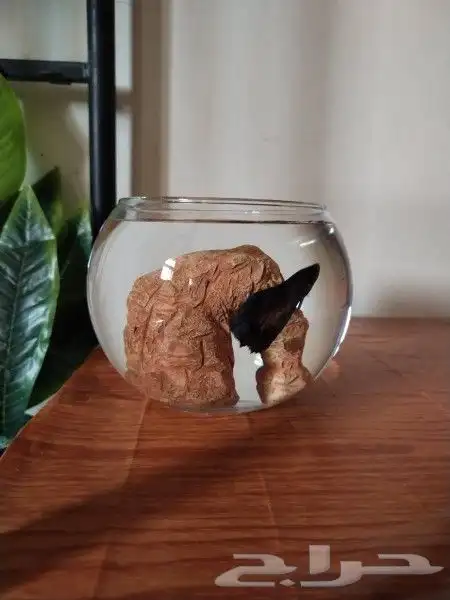 سمك الفايتر 0