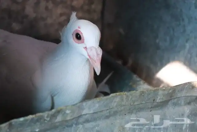 حمام اسكندرون 3